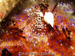 A pair of Coleman Shrimp Modelling - Taken at Aniloa Phil... by Adrian Schokman 